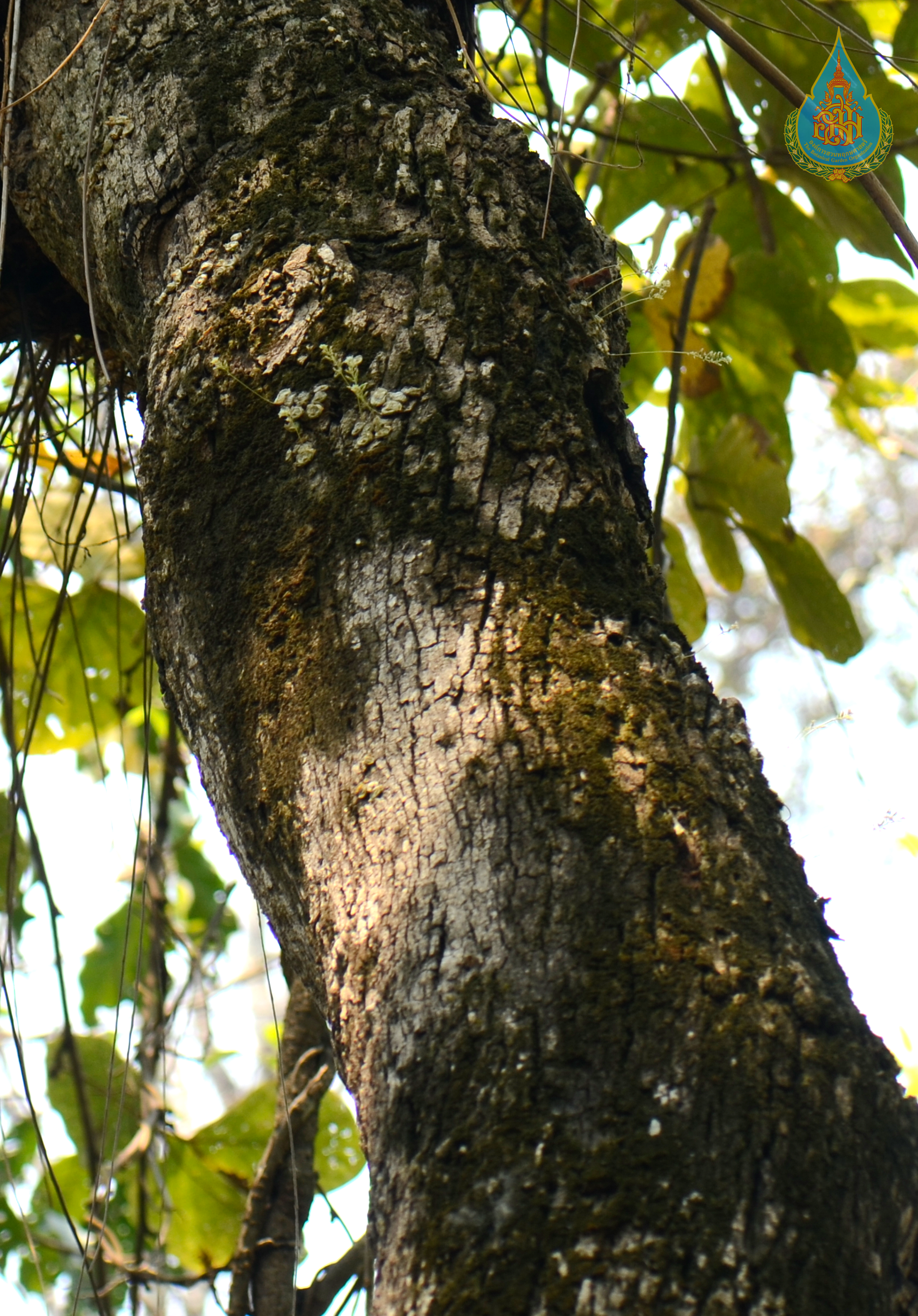 เอื้องนิ่มดอกขาว Thelasis perpusilla (C.S.P.Parish & Rchb.f.) Schuit.<br/>ORCHIDACEAE
